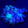 Combo Goniopora Coral