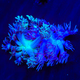 Combo Goniopora Coral