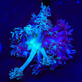 Combo Goniopora Coral