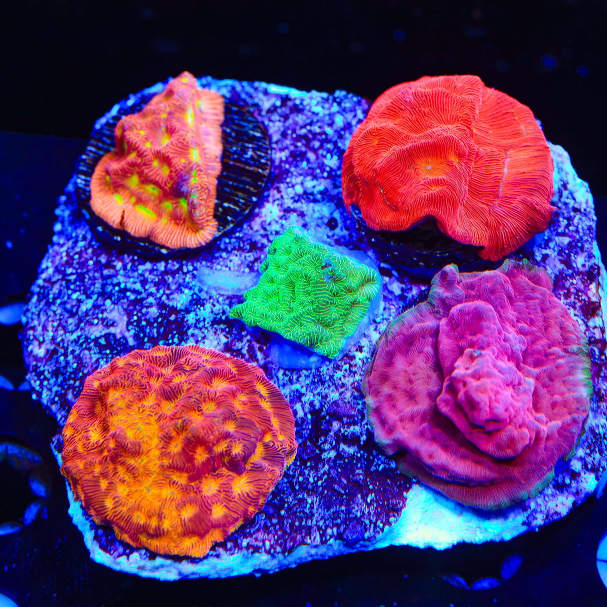 Combo Leptoseris Colony Coral