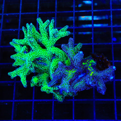 Combo ORA Bird of Paradise Birdsnest Colony Coral