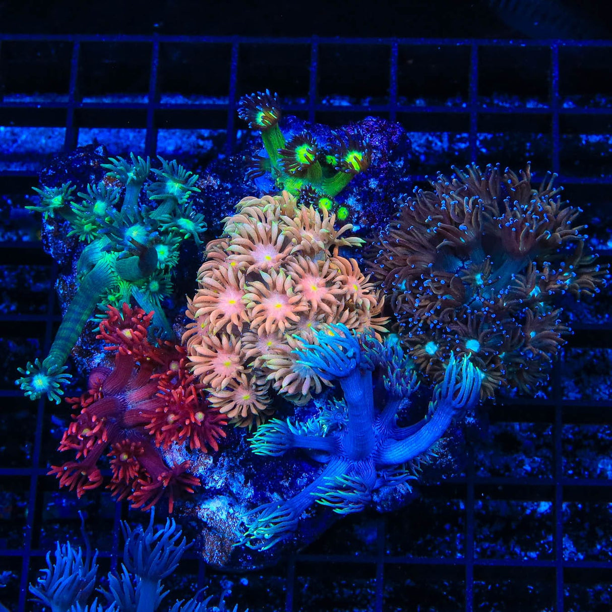 Combo Rainbow Goniopora Coral