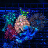 Combo Rainbow Goniopora Coral