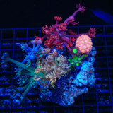 Combo Rainbow Goniopora Coral
