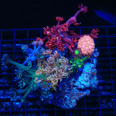 Combo Rainbow Goniopora Coral