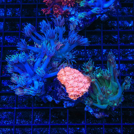 Combo Rainbow Goniopora Coral