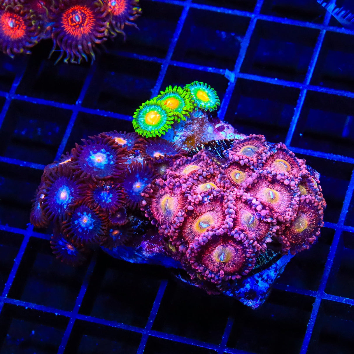 Combo Zoanthids Colony Coral