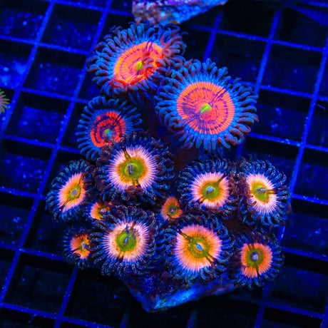 Combo Zoanthids Colony Coral