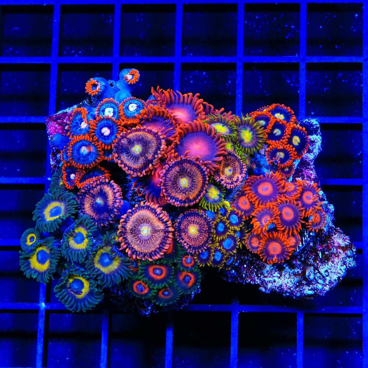 Combo Zoanthids Colony Coral