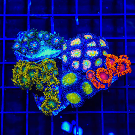 Combo Zoanthids Colony Coral