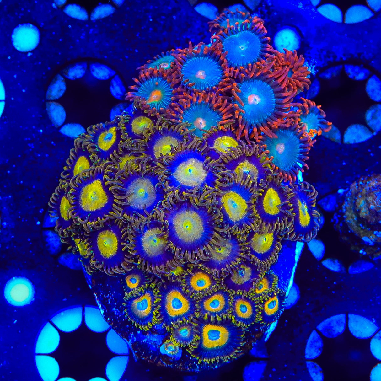 Combo Zoanthids Colony Coral