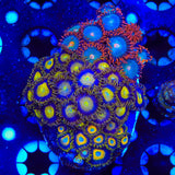 Combo Zoanthids Colony Coral