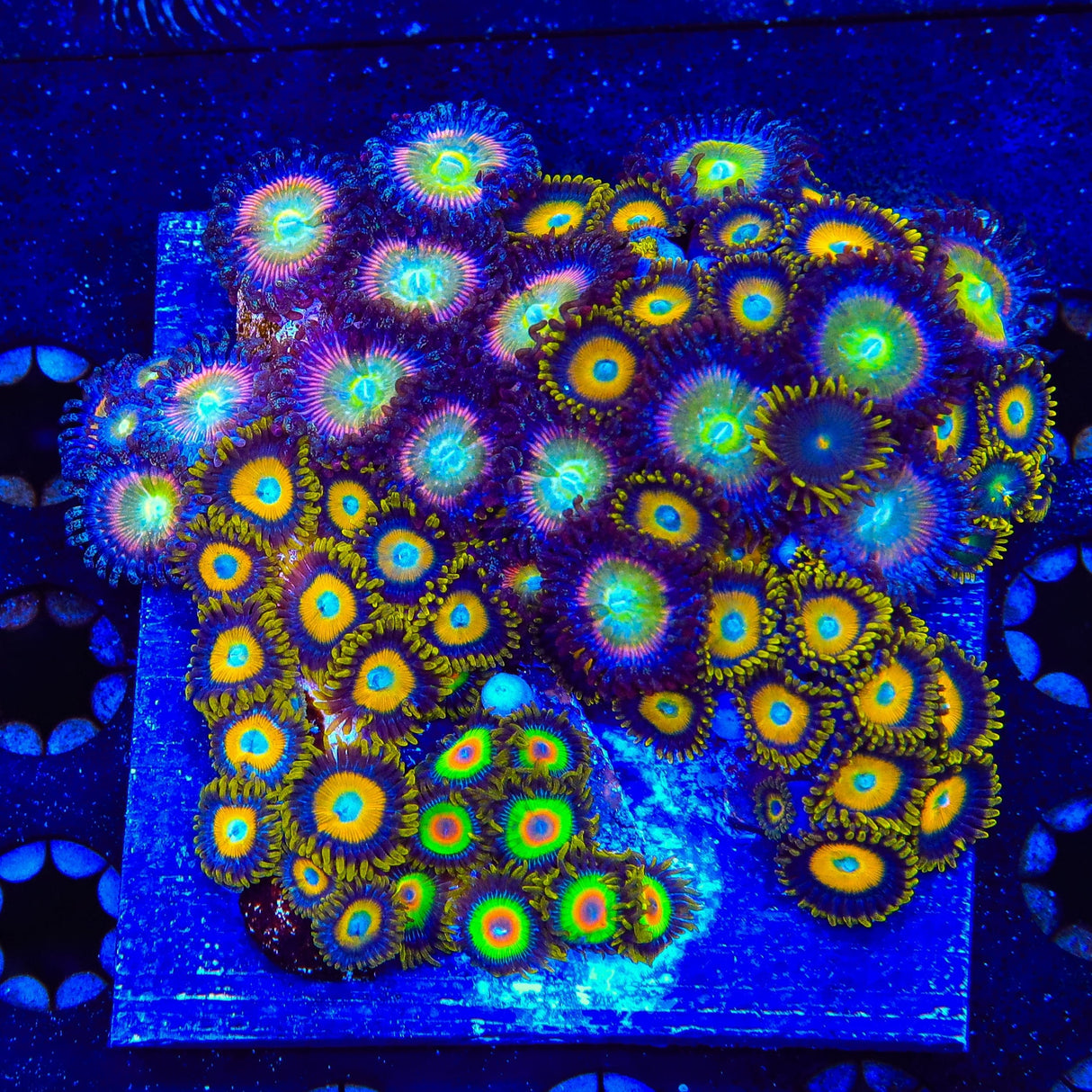 Combo Zoanthids Colony Coral