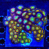 Combo Zoanthids Colony Coral