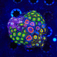 Combo Zoanthids Colony Coral