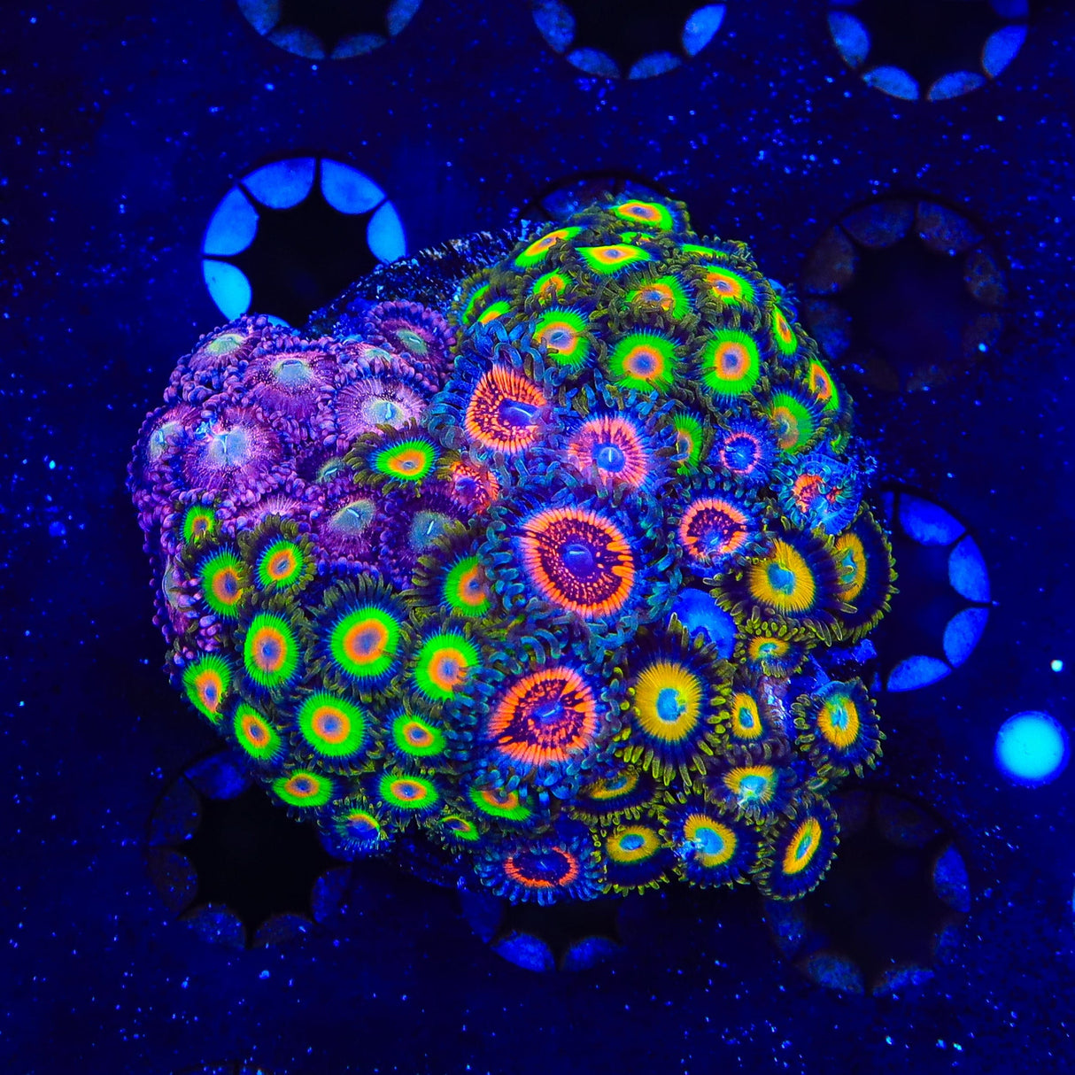 Combo Zoanthids Colony Coral