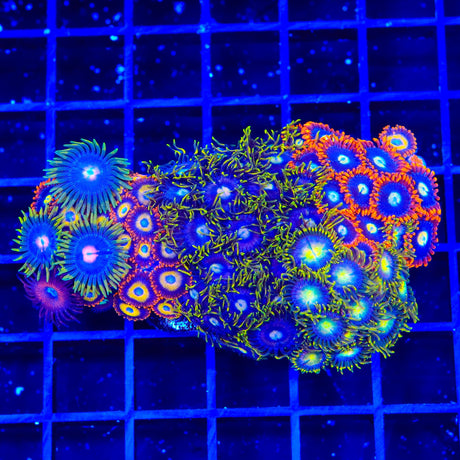 Combo Zoanthids Colony Coral