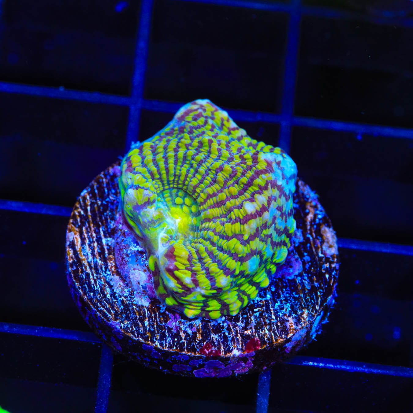 Convict Chalice Coral