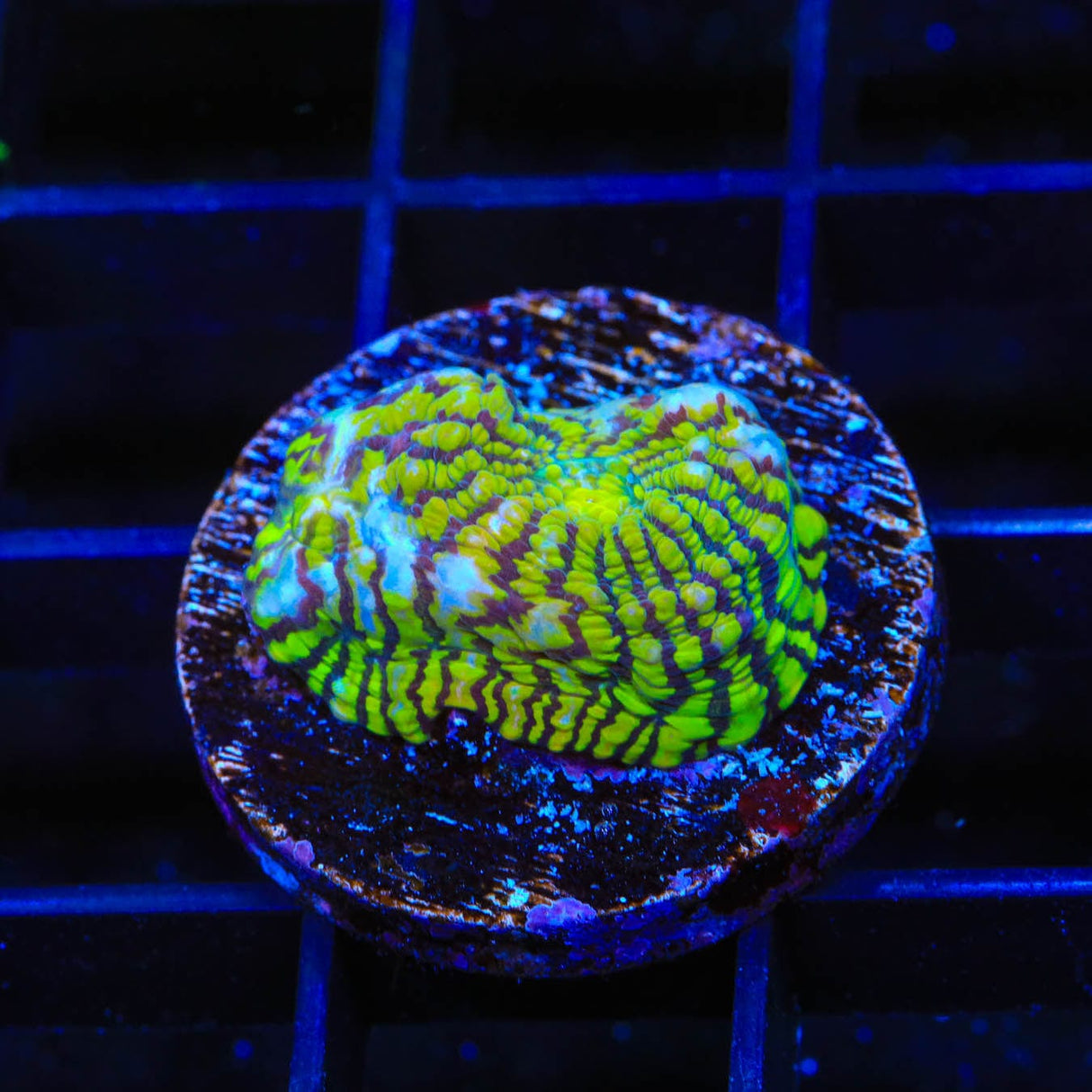 Convict Chalice Coral
