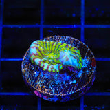 Convict Chalice Coral