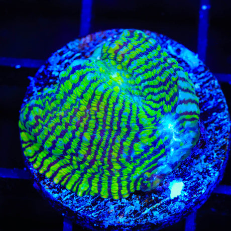 Convict Chalice Coral