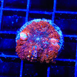 Coppertone Mushroom Coral