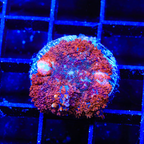 Coppertone Mushroom Coral