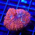Coppertone Mushroom Coral