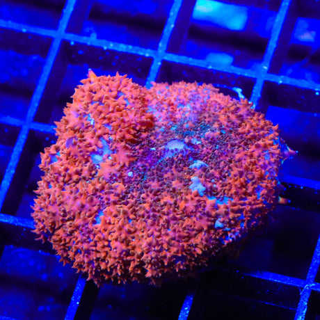 Coppertone Mushroom Coral