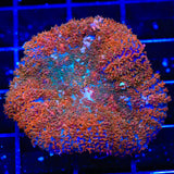 Coppertone Mushroom XL Frag Coral