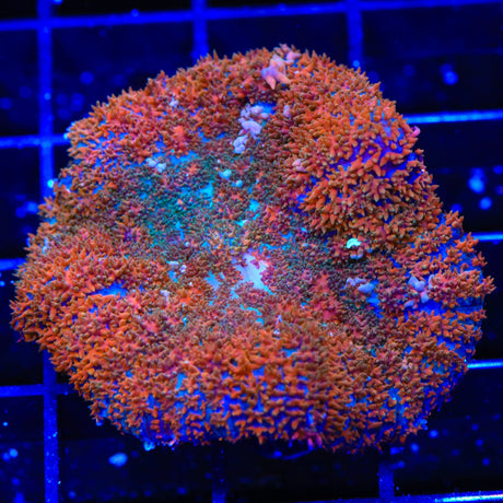 Coppertone Mushroom XL Frag Coral