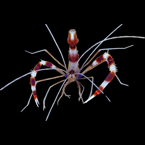 Coral Banded Shrimp – Decapoda sp.