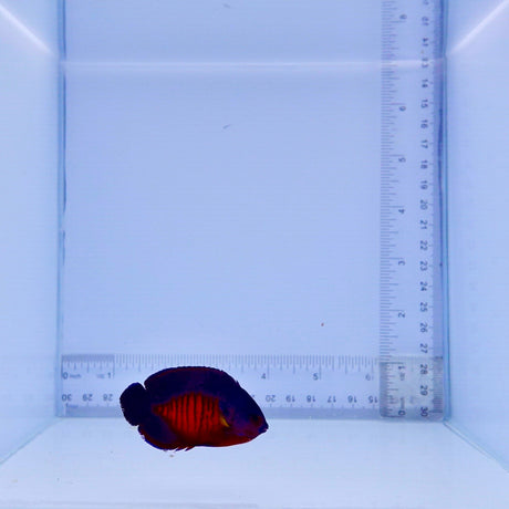 Coral Beauty Angel Fish