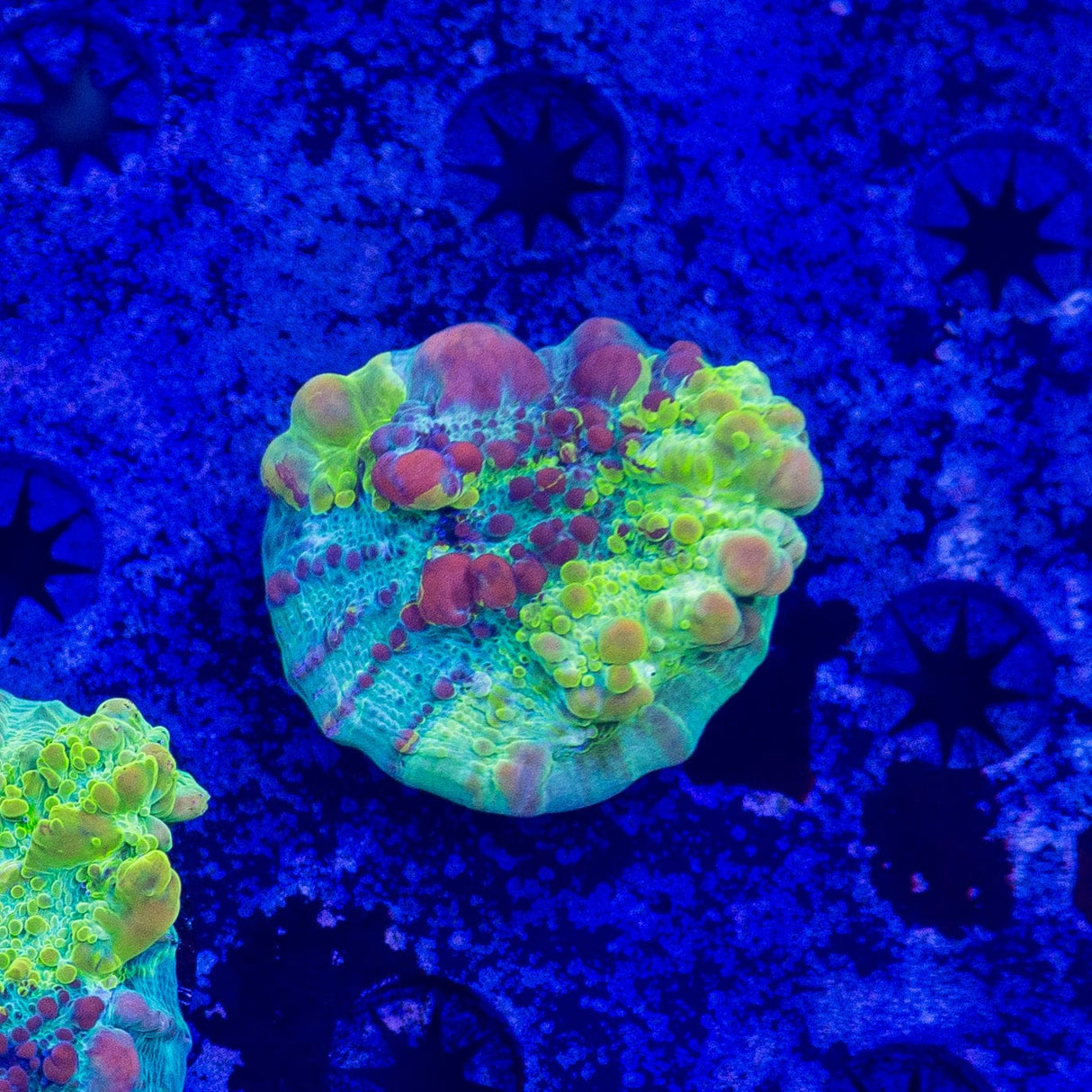 Cosmic Candy Bounce Chalice