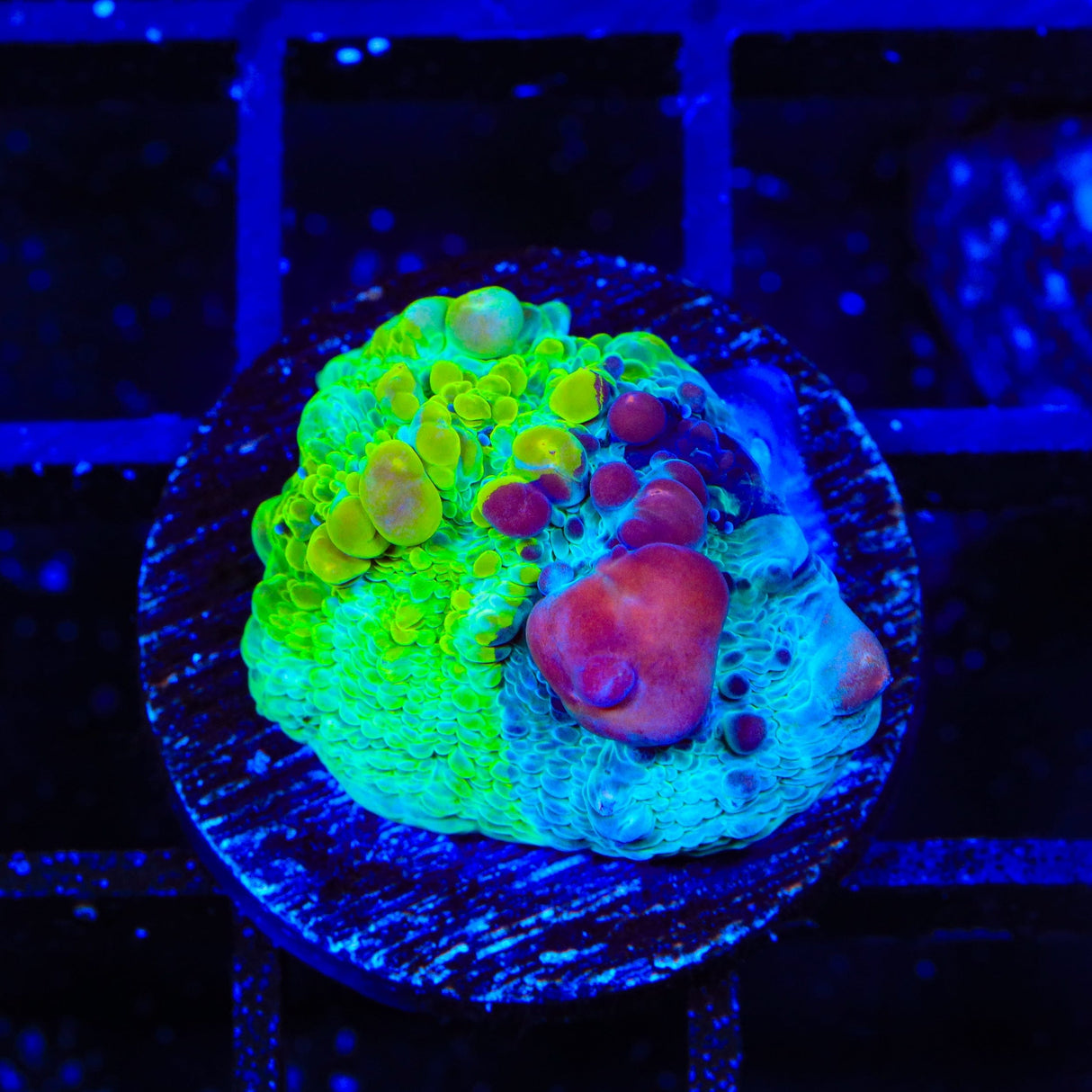 Cosmic Candy Bounce Chalice Coral