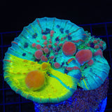 Cosmic Candy Bounce Chalice Coral