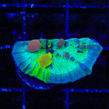 Cosmic Candy Bounce Chalice Coral