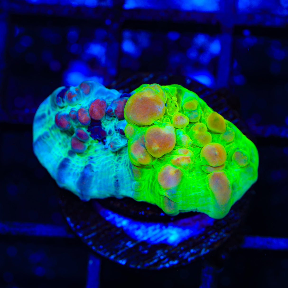 Cosmic Candy Bounce Chalice Coral