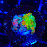 Cosmic Candy Bounce Triple Graft Chalice Coral