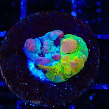 Cosmic Candy Bounce Triple Graft Chalice Coral
