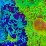 Cosmic Candy Bounce Triple Graft Chalice Coral