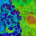 Cosmic Candy Bounce Triple Graft Chalice Coral