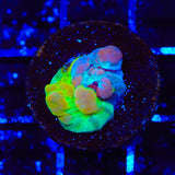 Cosmic Candy Grafted Bounce Chalice Coral