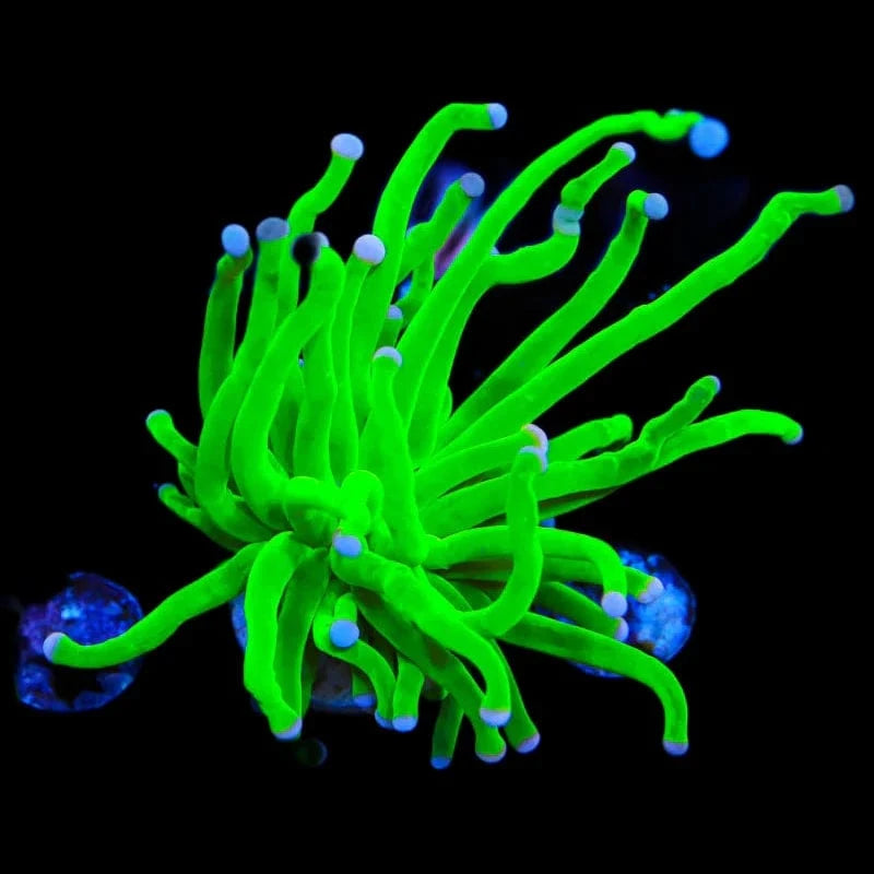 Cotton Candy Torch Coral