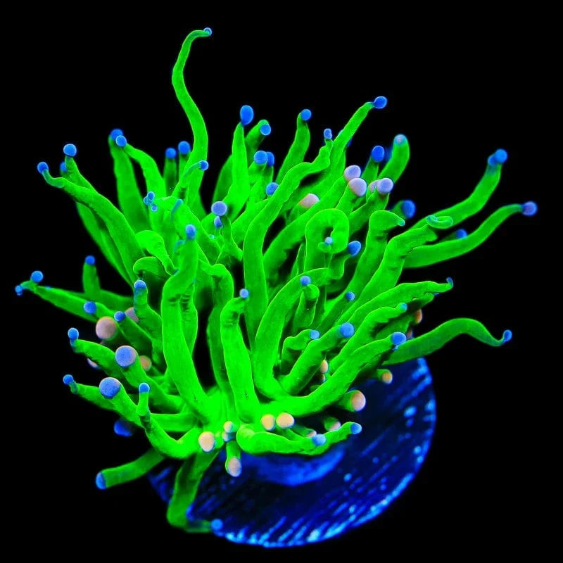 Cotton Candy Torch Coral