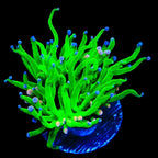 Cotton Candy Torch Coral