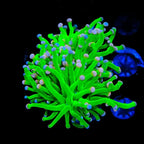 Cotton Candy Torch Coral