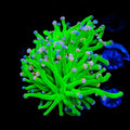 Cotton Candy Torch Coral