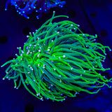 Cotton Candy Torch Coral