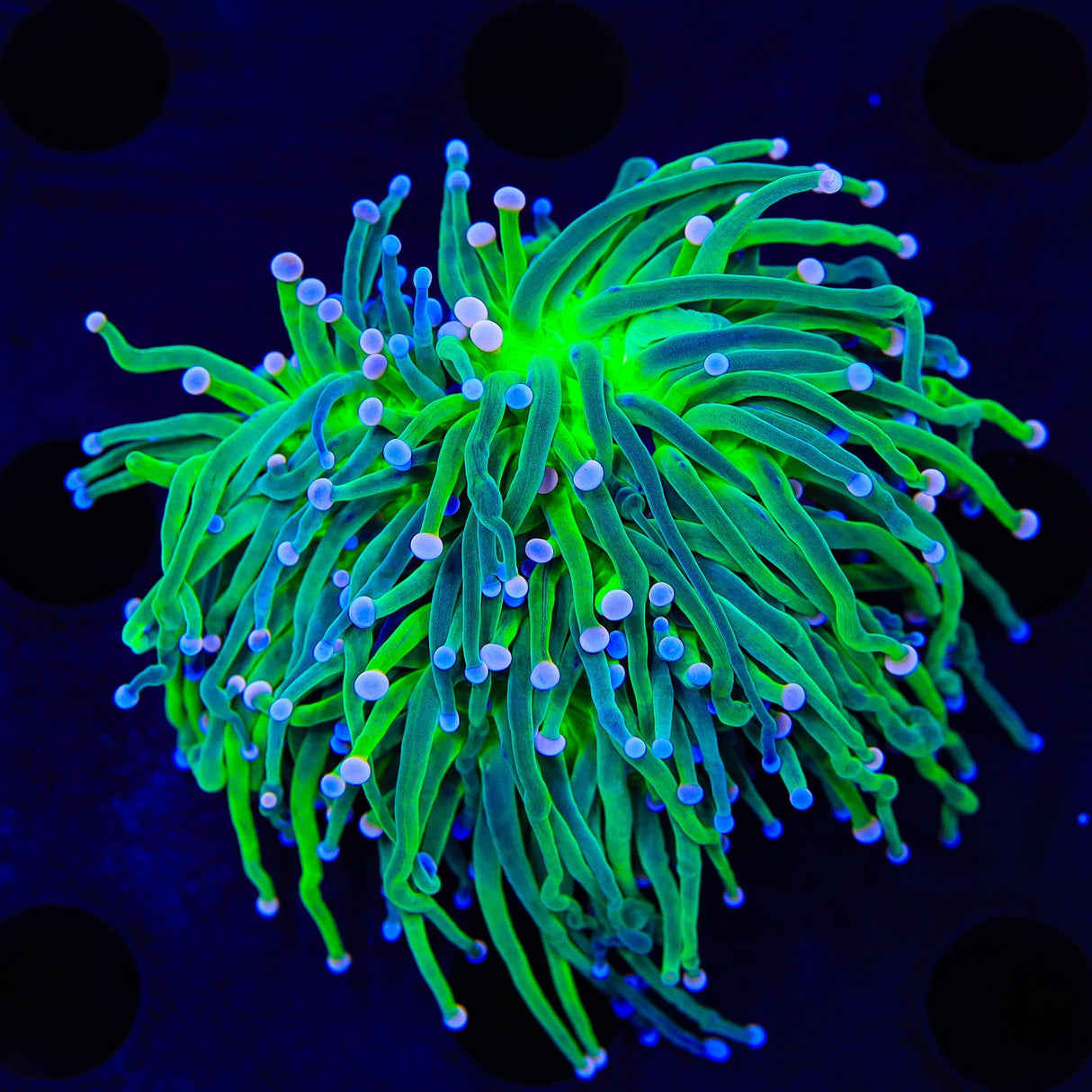 Cotton Candy Torch Coral